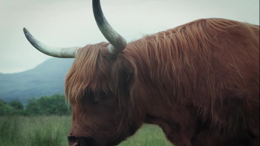 A majestic Highland cow with long shaggy brown fur and large horns looks at the camera in slow motion while grazing in a green pasture