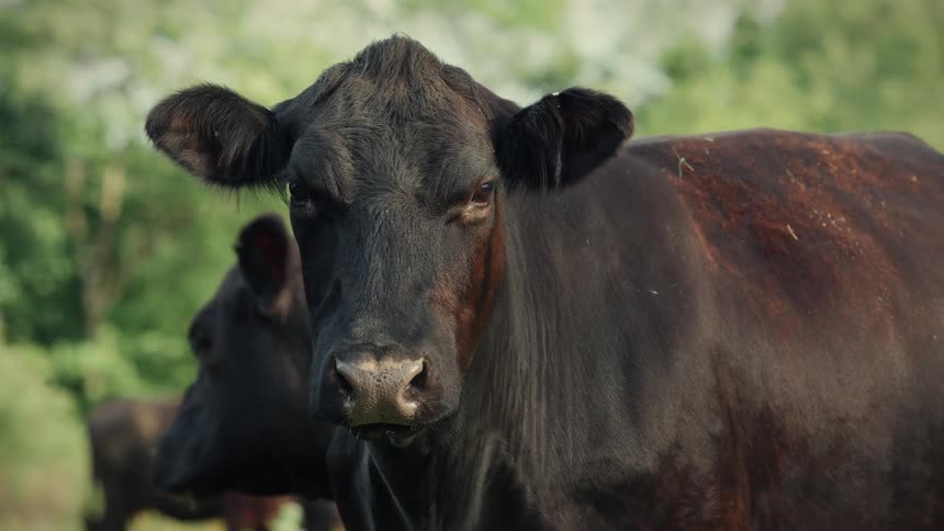 Close-up of a black cow staring directly at the camera while standing in a green pasture