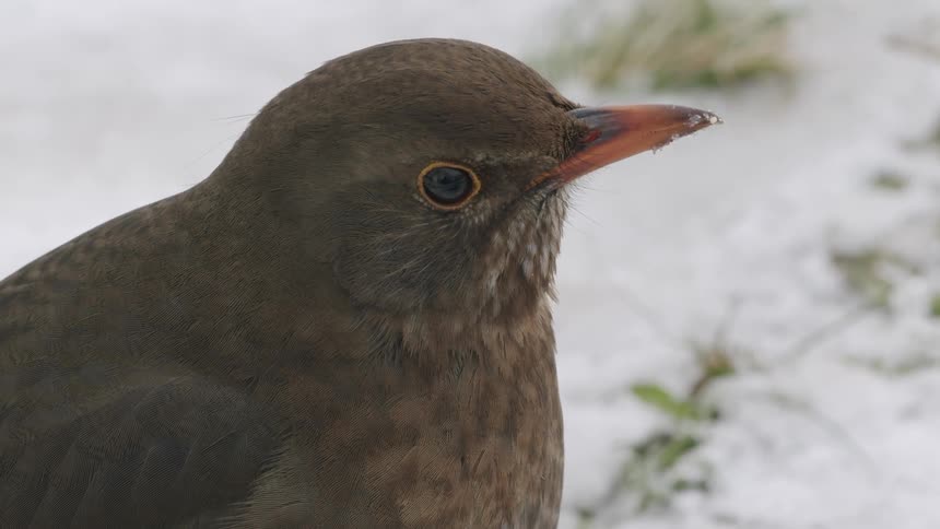 An extreme close-up shot of a female blackbird's head against a snowy, winter background