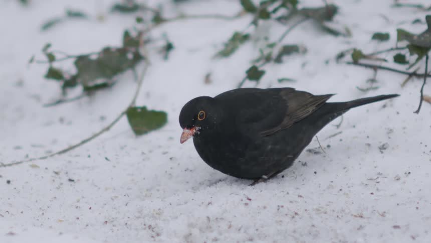 A slow-motion close-up of a common blackbird foraging for food on a snowy winter day