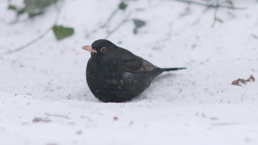 A blackbird shivers and forages for food on the frosty ground as a blizzard of snow blows around it in slow motion