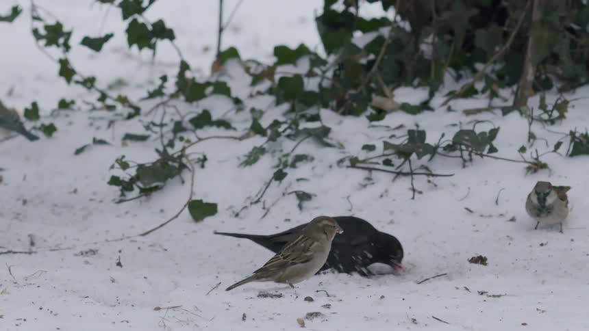 A common blackbird and several house sparrows forage for food together on the cold, snowy ground during winter