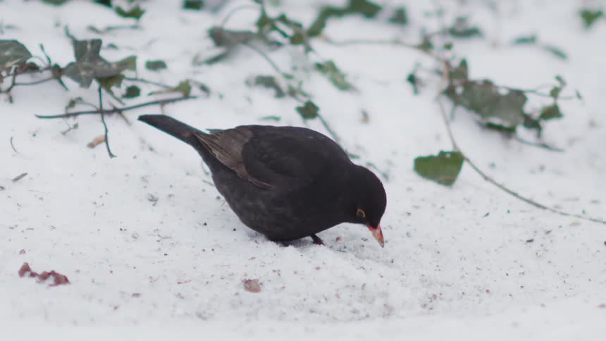 A close-up slow-motion view shows a blackbird foraging for food on the snowy ground in winter