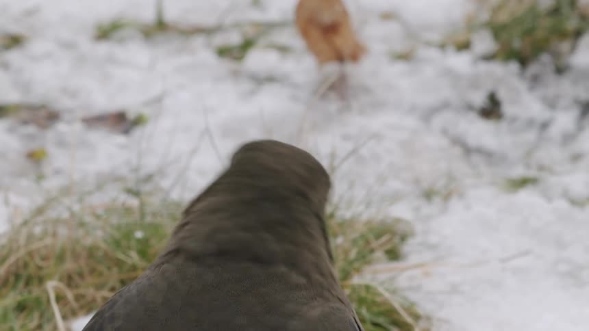 An extreme close-up of a female blackbird looking around alertly while standing in a snowy patch of grass during winter