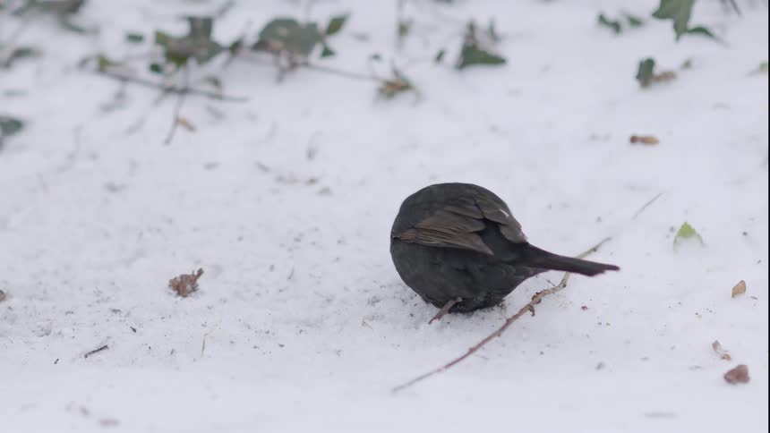 A male blackbird digs through the snow with its beak searching for food in slow motion