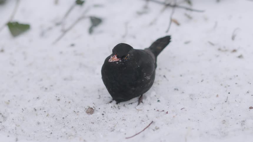 A male common blackbird forages for food on the ground as it begins to snow heavily during a winter storm