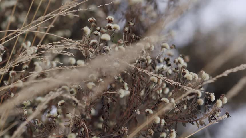 A tranquil close-up shot of fluffy white seed heads on dried wildflowers nestled amongst tall, dry grasses