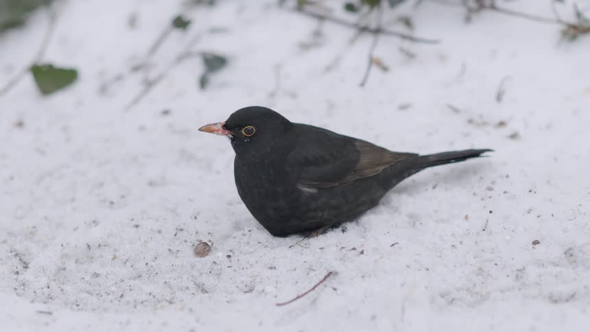 A detailed close-up shows a common blackbird foraging for food on the snowy ground during a gentle snowfall