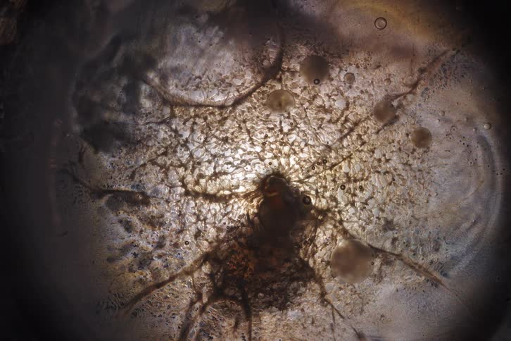 A dark, web-like substance grows and spreads from a central cell-like organism in a petri dish