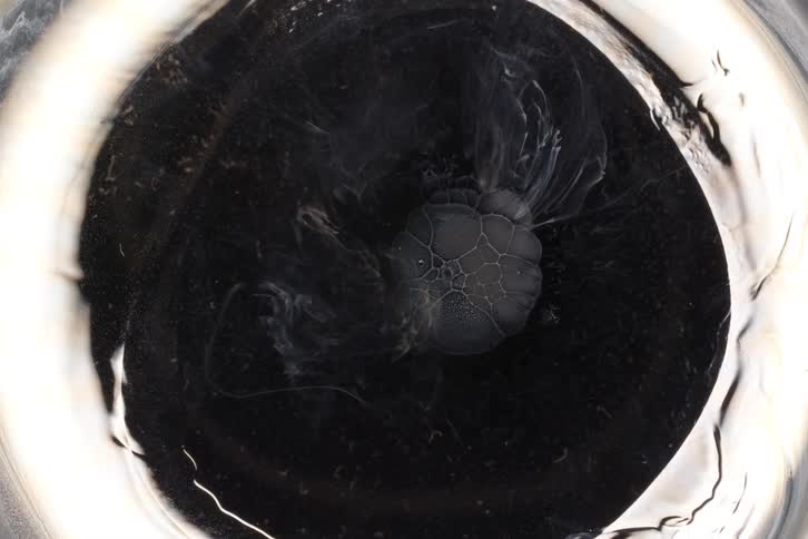 Overhead macro shot of a white, cloudy substance freezing and crystallizing into an alien-like cellular pattern in a dark liquid