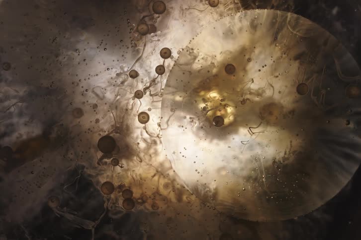 A mesmerizing abstract visual of biological cells and organic matter slowly evolving in a dark, backlit liquid environment