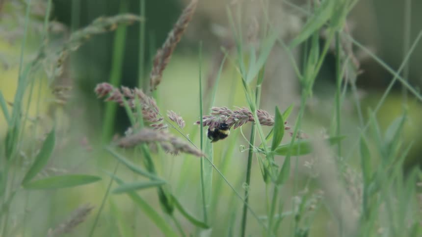 A close-up shot of a bumblebee sleeping while clinging to a stalk of grass in a lush green field