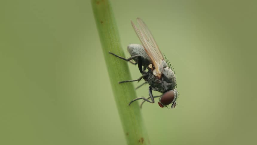 A single fly sits perfectly still on a green plant stalk in a macro view