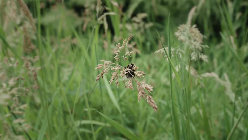 A fluffy bumblebee rests on a seeded stalk in a lush green meadow on a still day