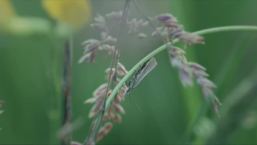 An extreme close-up of a tiny insect with long antennae resting on a thin plant stem in a green field