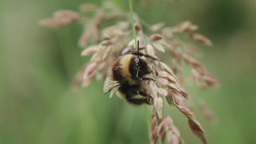 A detailed macro shot captures a sleepy bumblebee resting on a wild grass seed head
