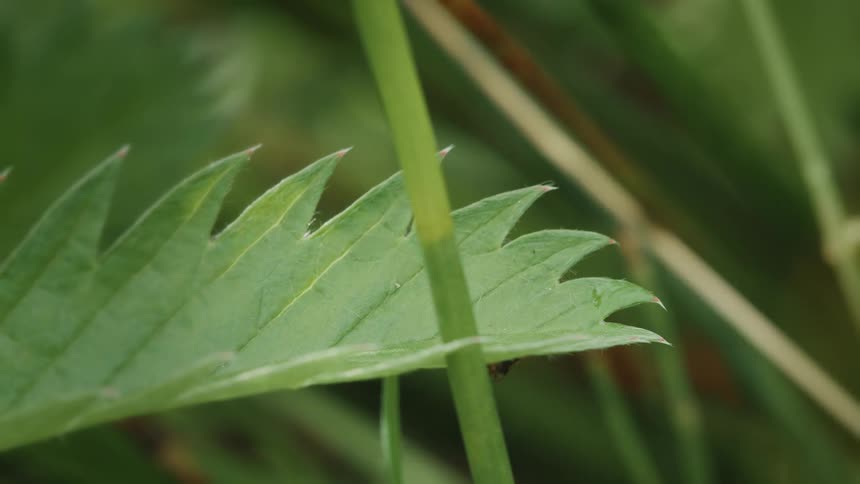 A tiny striped leafhopper crawls along the edge of a green leaf before disappearing underneath