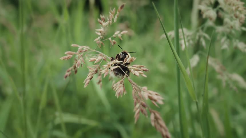 Cinemagraph of a fuzzy bumblebee resting still on a stalk of wild grass in a lush green meadow