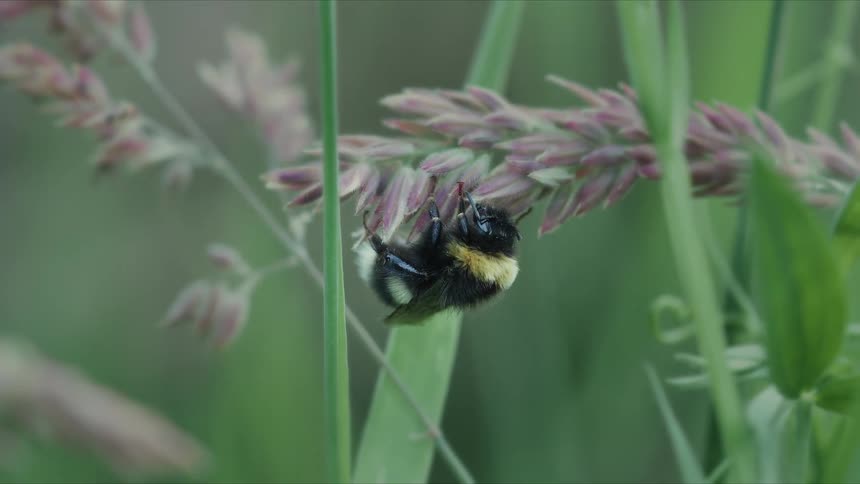 A sleepy bumblebee clings upside down to a purple-tipped blade of grass in a lush green meadow