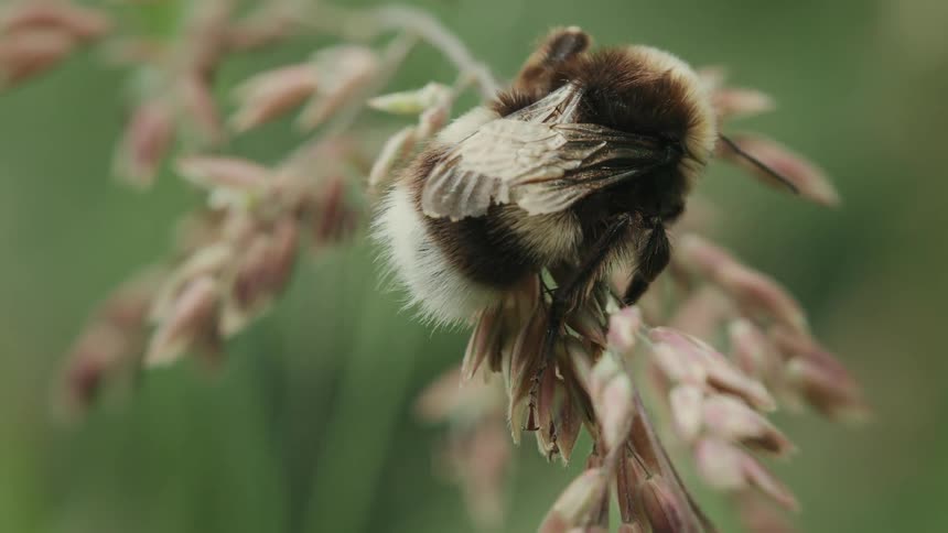 A detailed macro shot captures a furry bumblebee cleaning itself while clinging to a sprig of wild grass in a meadow