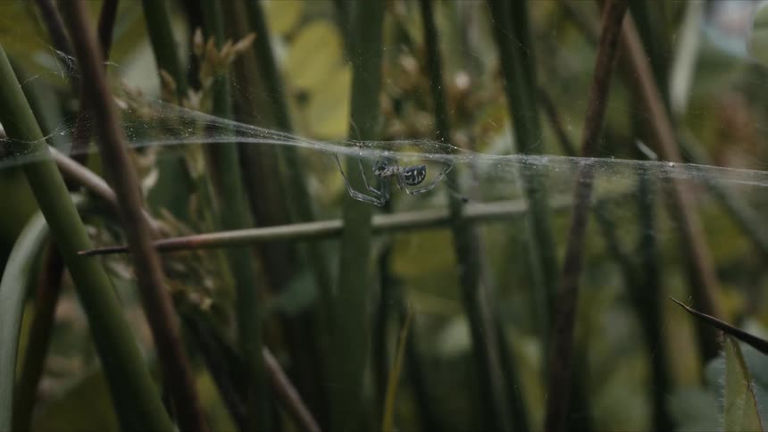 A small spider patiently hangs upside down in its delicate web, nestled among green plant stems