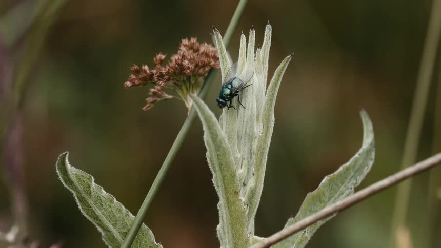 A macro shot of an iridescent green fly resting on a fuzzy green plant in a meadow
