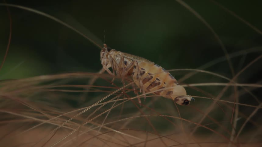 Macro close-up shot of a cicada molting and emerging from its exoskeleton in a natural environment