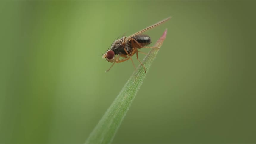 An extreme close-up of a small fly with red compound eyes cleaning itself while perched on a blade of grass