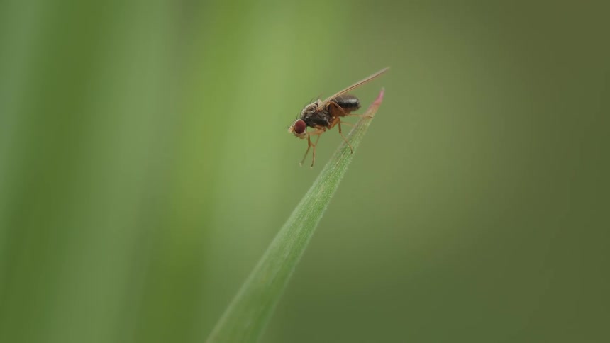 A macro cinemagraph shows a tiny fly cleaning its legs while resting on the tip of a blade of grass