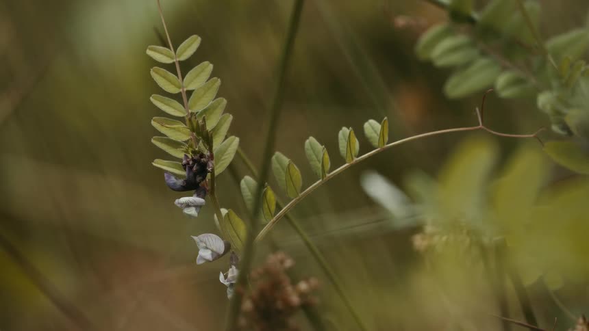A detailed close-up of a wild vetch plant with delicate flowers in a natural, grassy setting