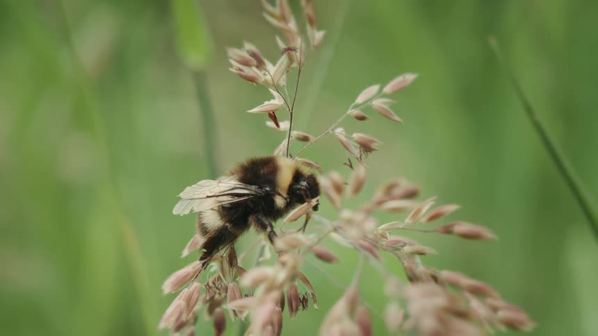 A fluffy bumblebee meticulously grooms itself while perched on a delicate stalk of grass in a green meadow