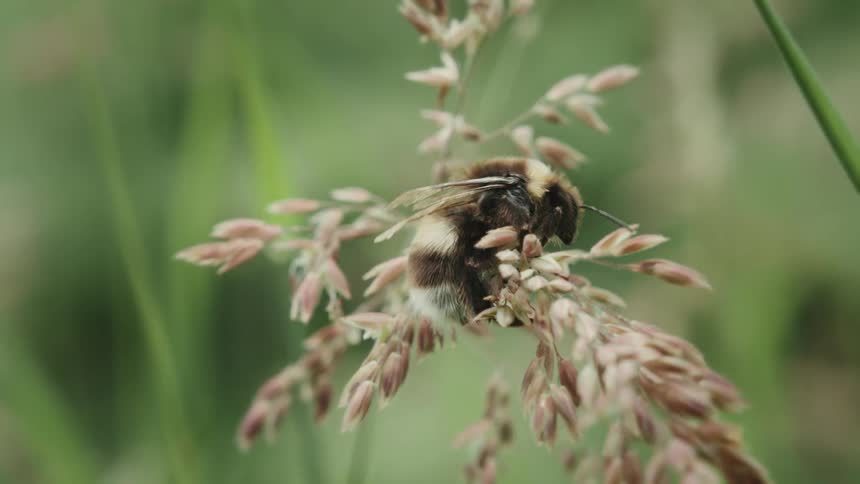 A fuzzy bumblebee meticulously grooms itself while perched on a wild grass seed head in a meadow
