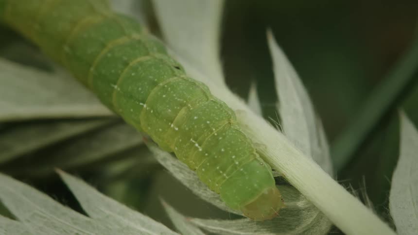 A detailed macro shot captures a green caterpillar with white spots slowly crawling along a fuzzy plant stem