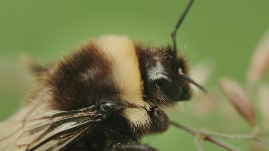 An extreme close-up macro view of a fuzzy bumblebee resting on a plant with a soft green background