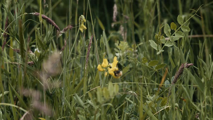A bumblebee in slow motion lands on a yellow wildflower to collect nectar in a lush green meadow