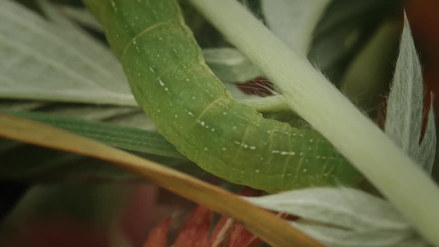 An extreme close-up shot shows a small green caterpillar moving slowly along a plant stem
