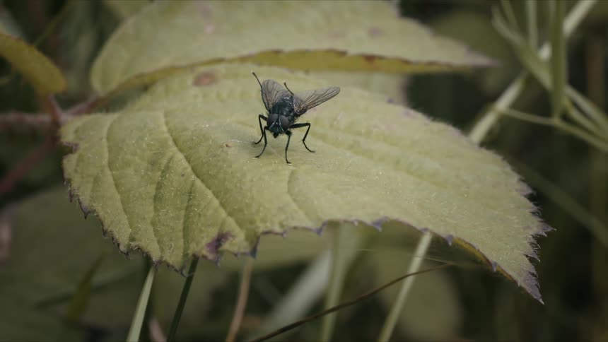 A detailed macro video captures a black fly perched on a green leaf, meticulously cleaning itself