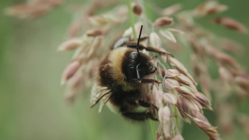 Detailed macro footage shows a furry bumblebee resting peacefully on a plant