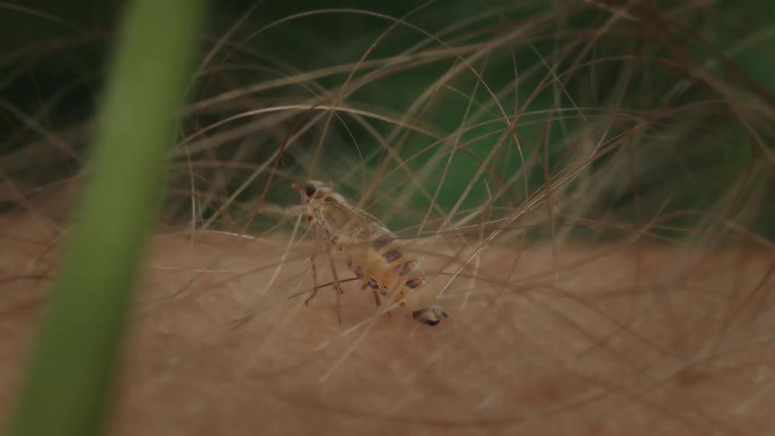 A biting midge inserts its proboscis into a person's skin to feed on their blood in a macro shot