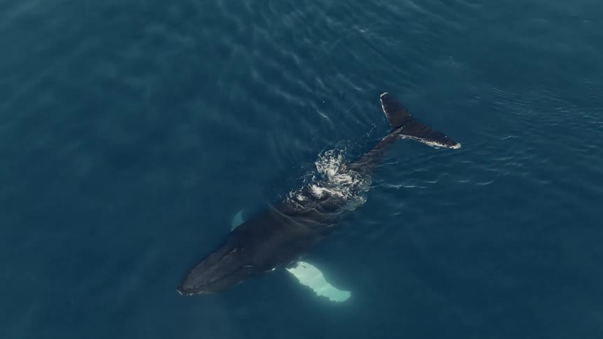 A majestic mother humpback whale and her calf swim peacefully together in the serene blue ocean, spouting water as they surface
