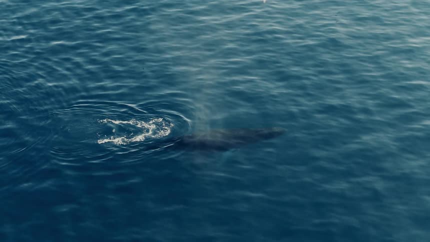 Aerial slow-motion animation of a majestic whale spouting water from its blowhole in the deep blue ocean