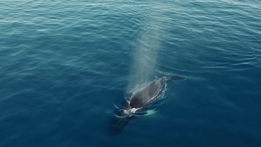 A majestic humpback whale surfaces in the deep blue ocean and blows a misty spray of water from its blowhole in a stunning slow-motion aerial view