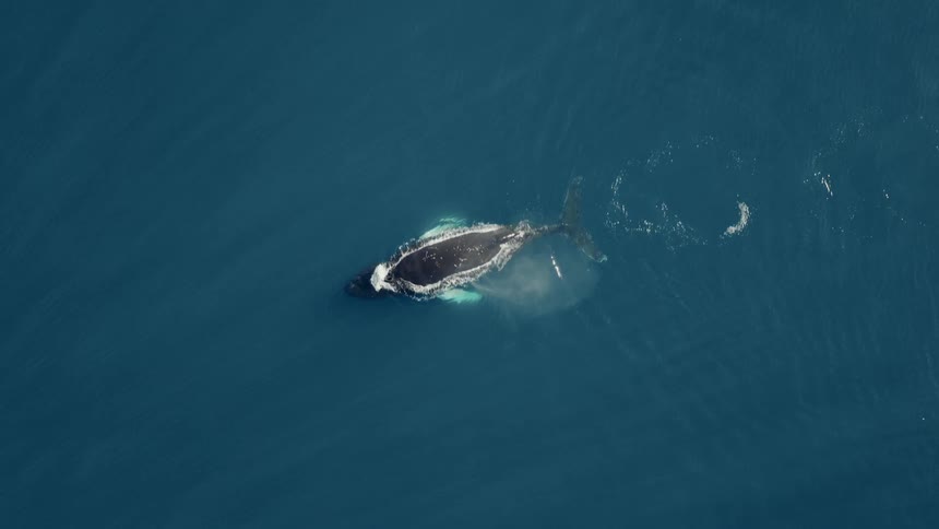 An incredible slow-motion aerial view shows a magnificent Humpback whale spouting water from its blowhole while swimming in the deep blue ocean