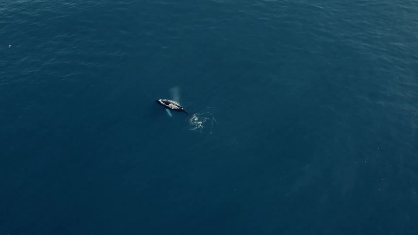 An aerial view captures a majestic humpback whale surfacing and blowing water in the vast, deep blue ocean
