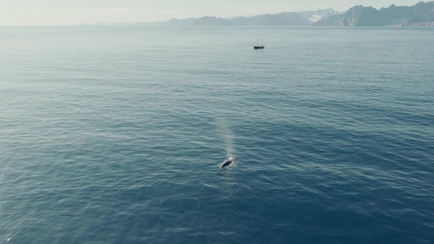 Stunning aerial shot of a whale spouting water in the open sea, with a lone sailboat and a rugged, snowy coastline on the horizon