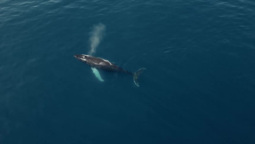 Top-down aerial shot shows a solitary Humpback whale spouting water while swimming peacefully in the vast blue ocean