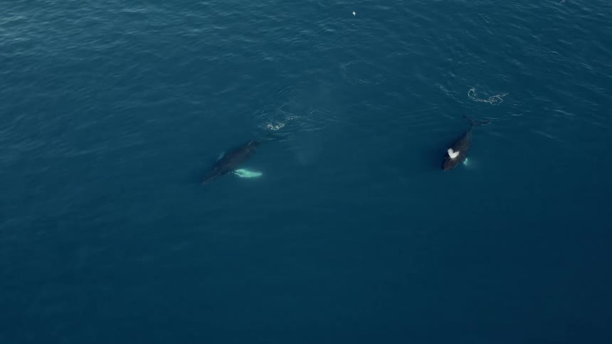 An aerial view shows two magnificent humpback whales swimming peacefully in the deep blue ocean and spouting water from their blowholes