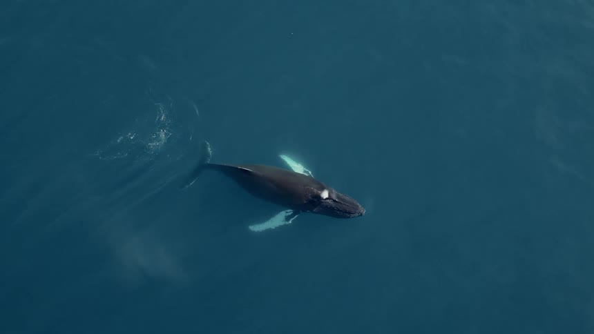 An incredible aerial top-down view shows a Humpback whale bubble-net feeding before raising its fluke and diving deep into the blue ocean