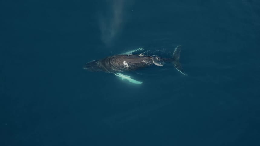 An aerial top-down view shows a humpback whale gracefully swimming and breathing in the calm, deep blue ocean
