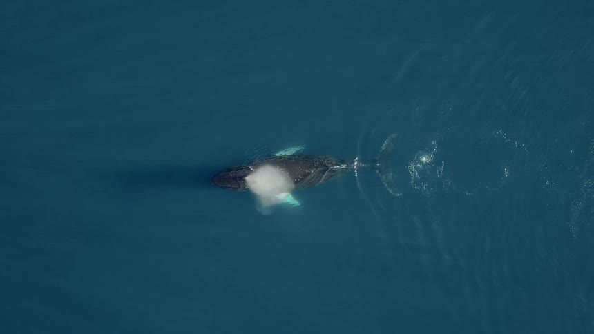 High-angle aerial shot of a magnificent Humpback whale spouting water while swimming peacefully in the deep blue ocean